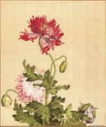 郎世宁代表作品
